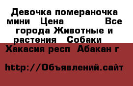 Девочка помераночка мини › Цена ­ 50 000 - Все города Животные и растения » Собаки   . Хакасия респ.,Абакан г.